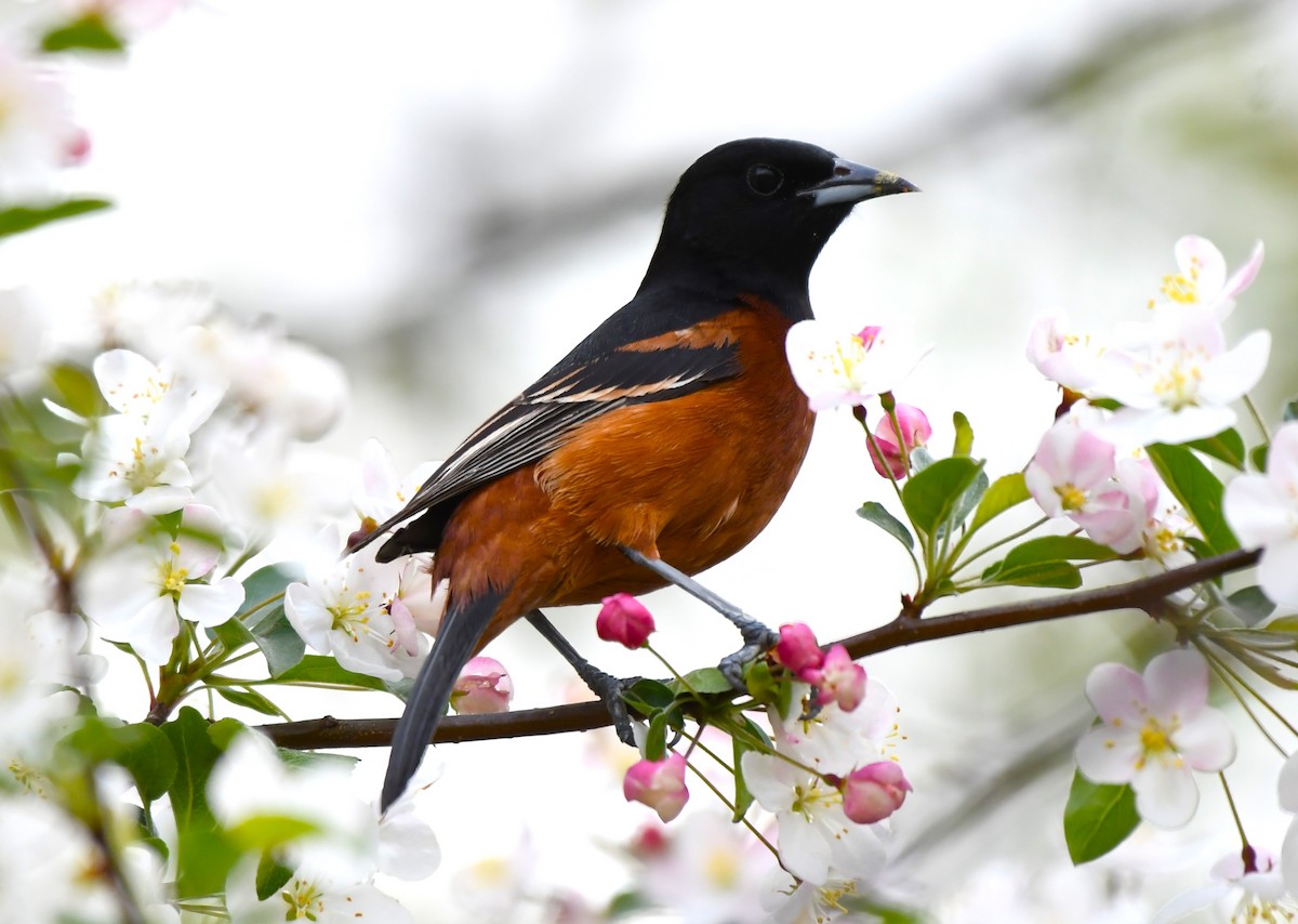 Orchard Oriole - ML618122527