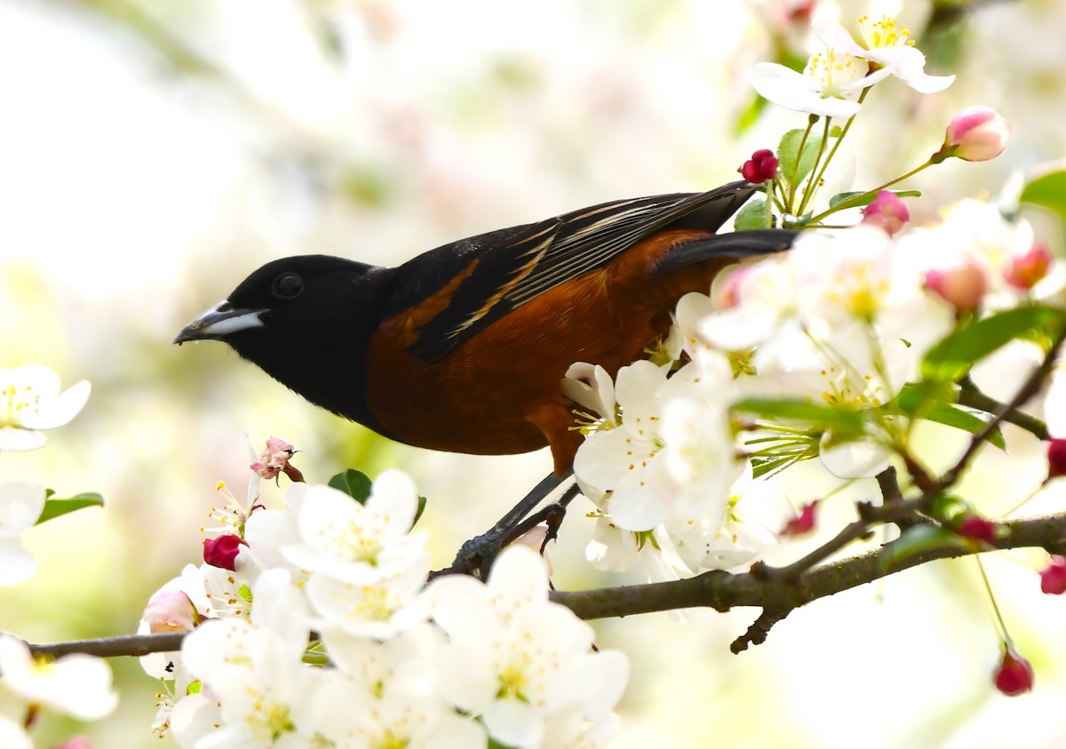 Orchard Oriole - ML618122528
