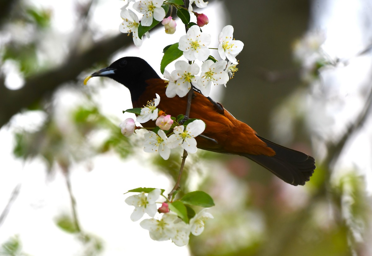 Orchard Oriole - ML618122530