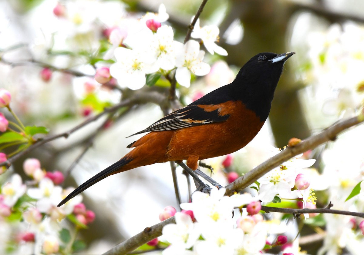 Orchard Oriole - ML618122531