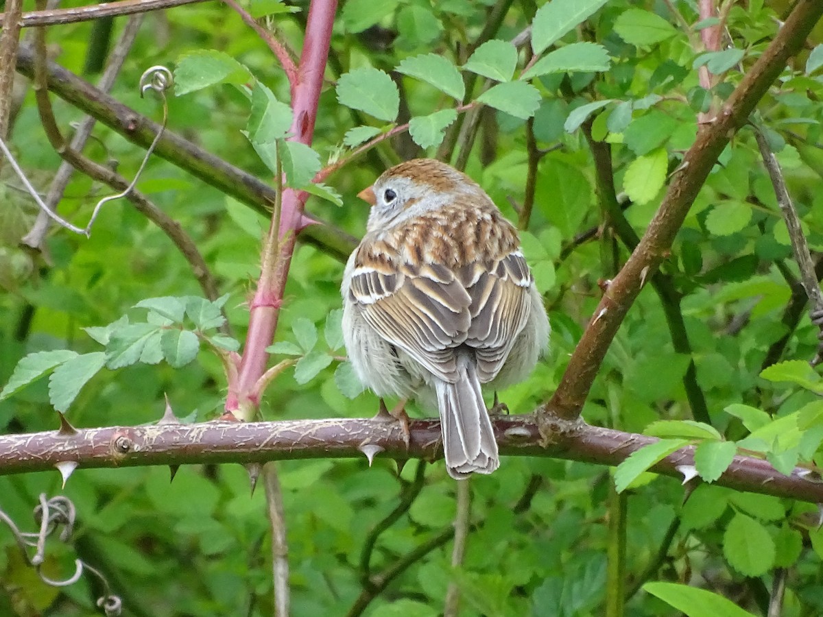 Field Sparrow - Shey Claflin