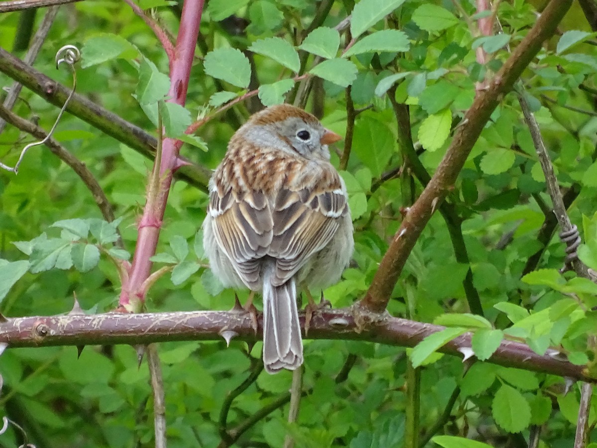 Field Sparrow - Shey Claflin