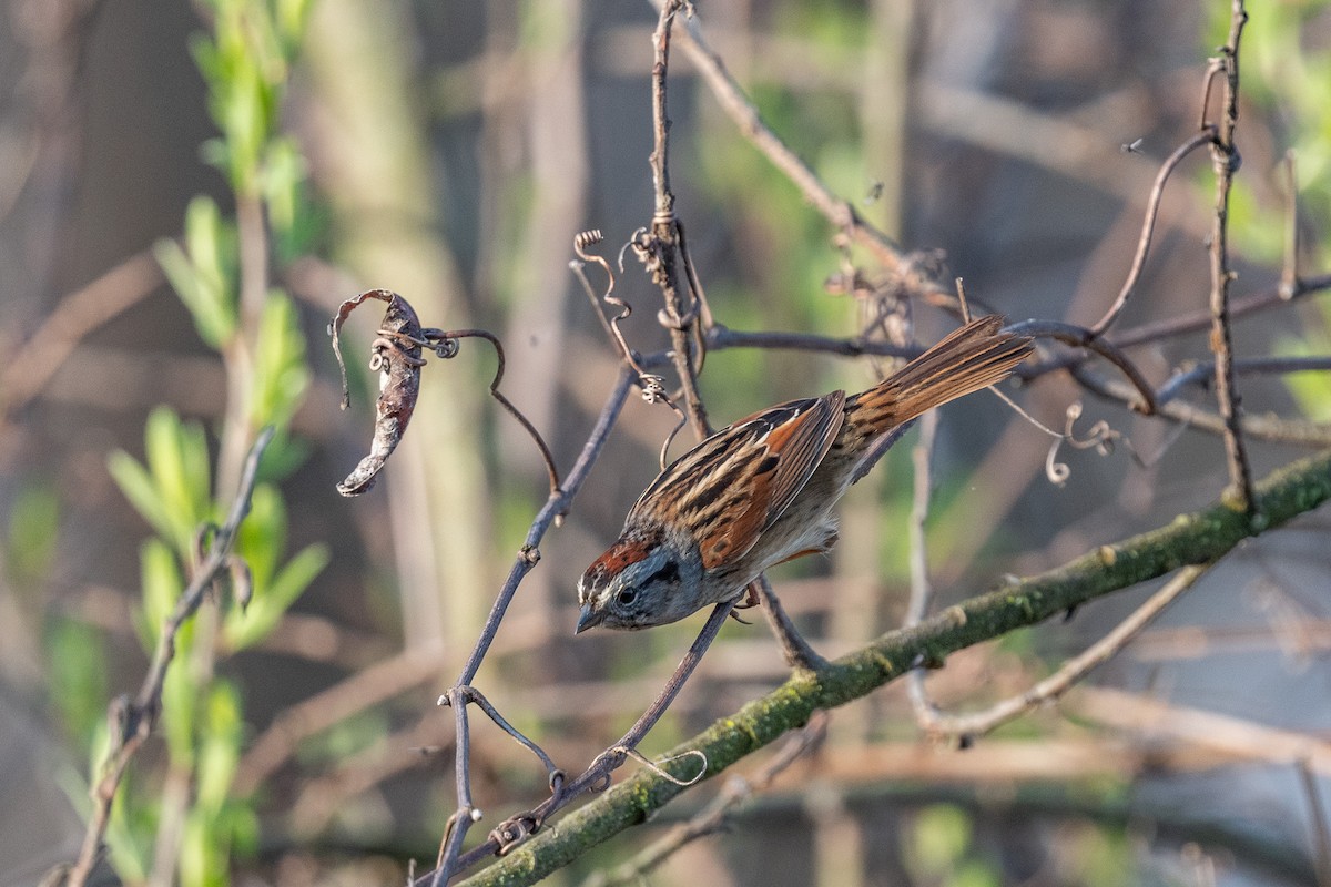 Swamp Sparrow - ML618122548