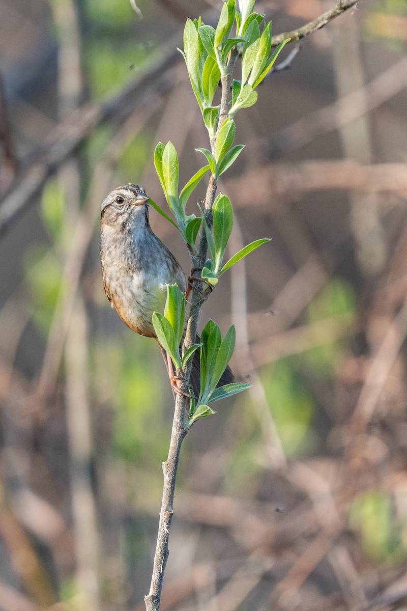 Swamp Sparrow - ML618122551