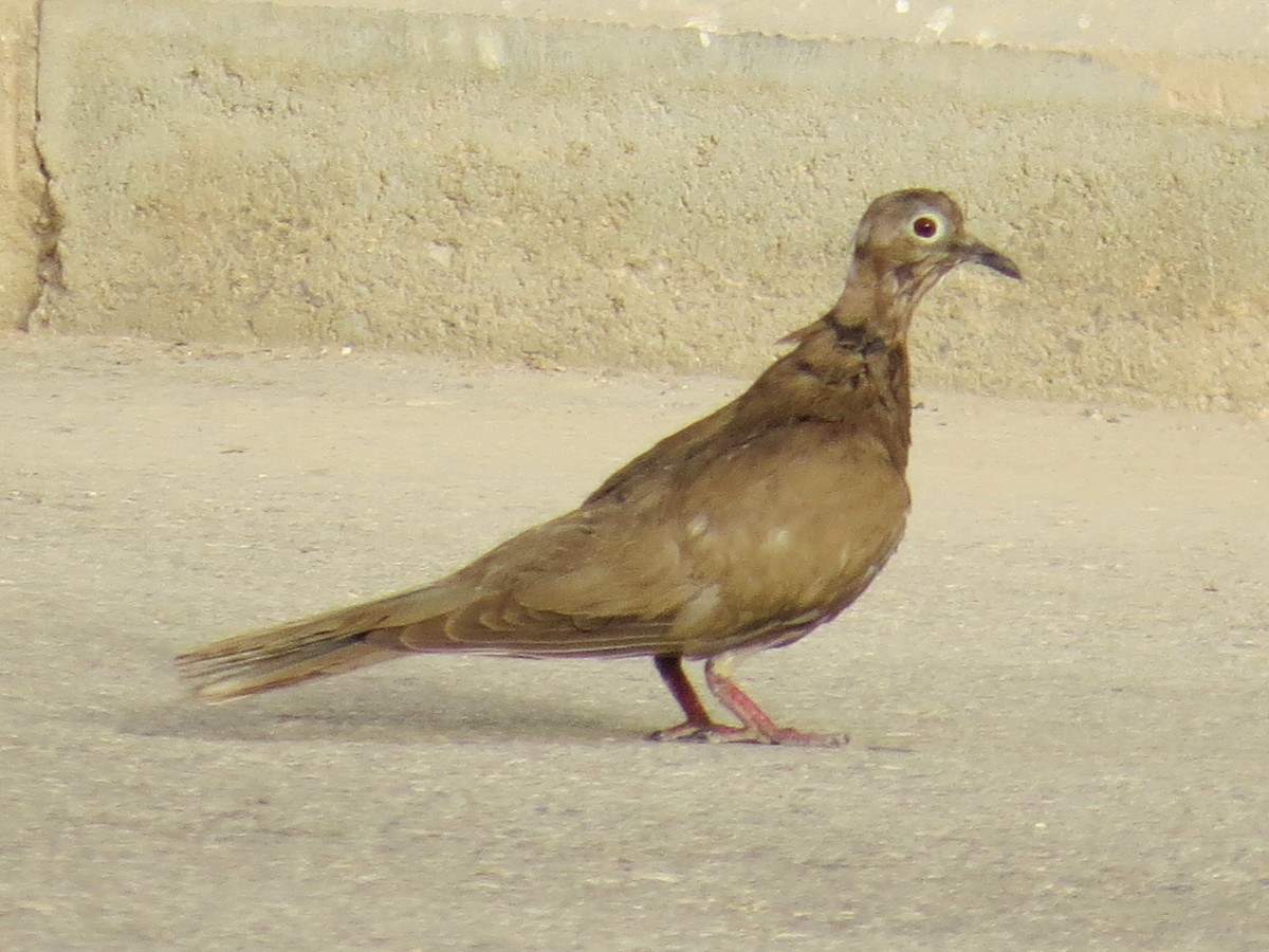 Eurasian Collared-Dove - ML618122576