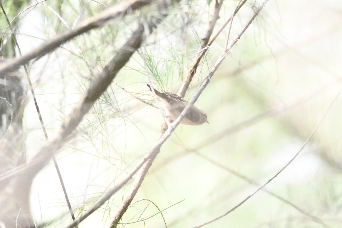 Yellow-browed Warbler - Anonymous