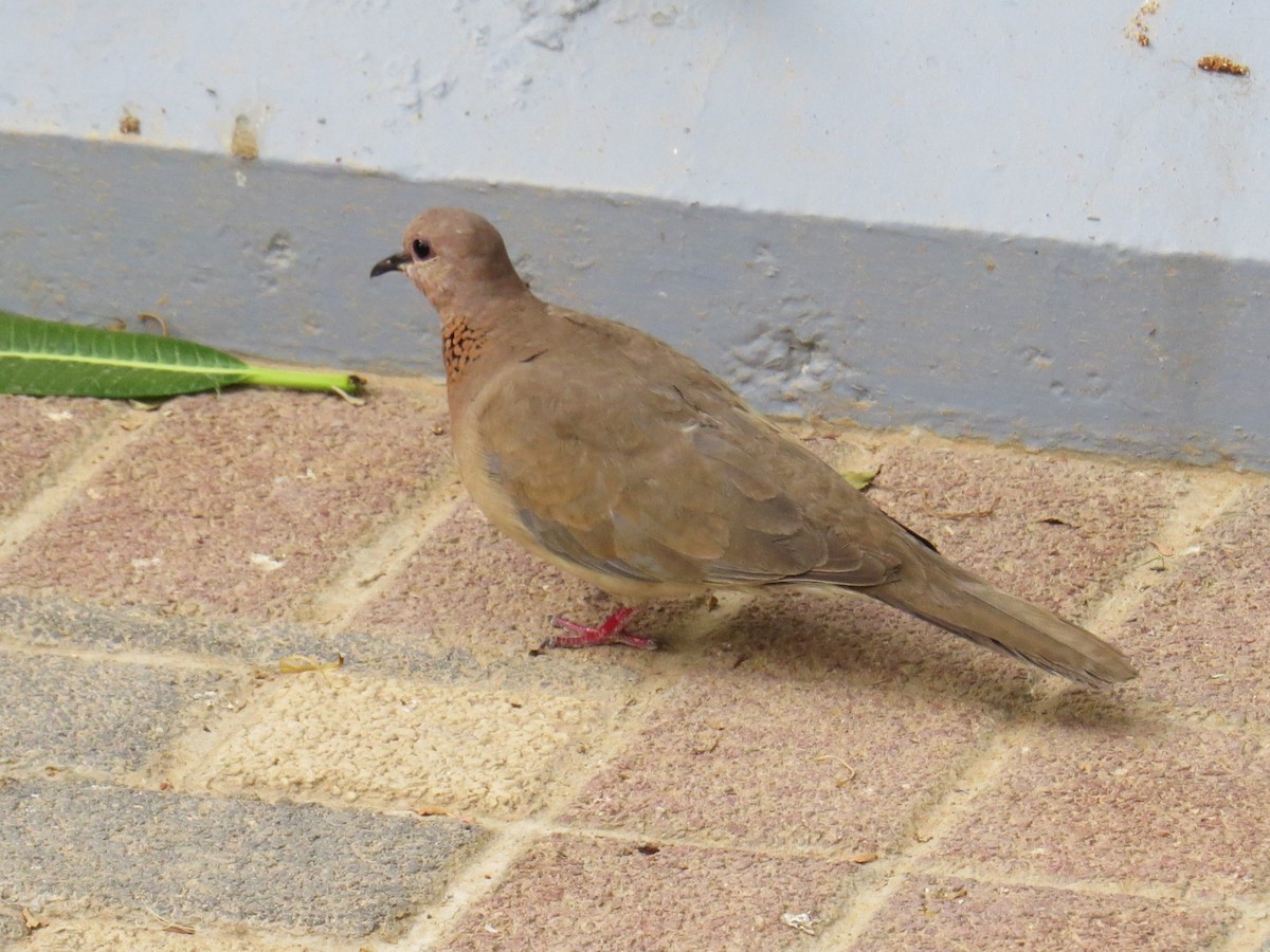 Laughing Dove - ML618122583