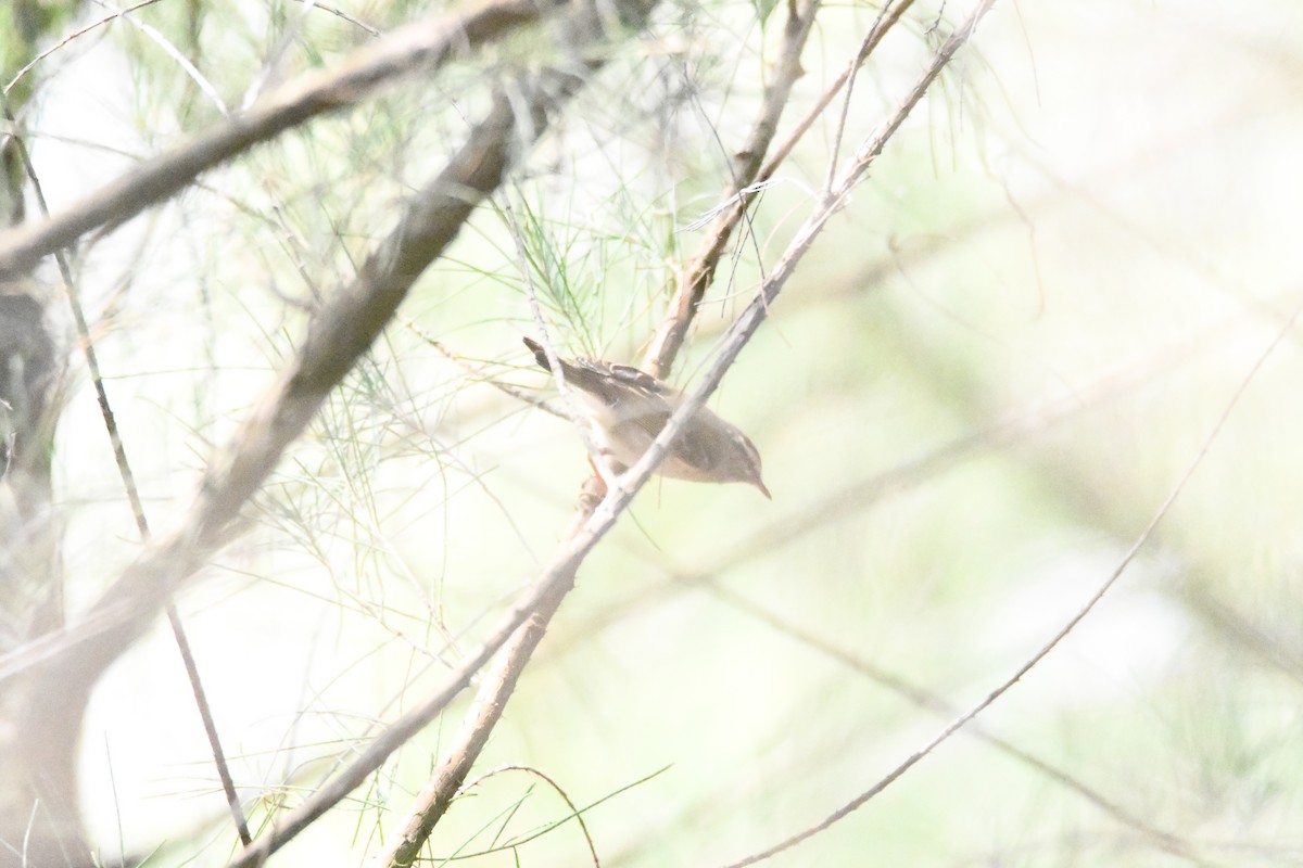 Yellow-browed Warbler - ML618122584