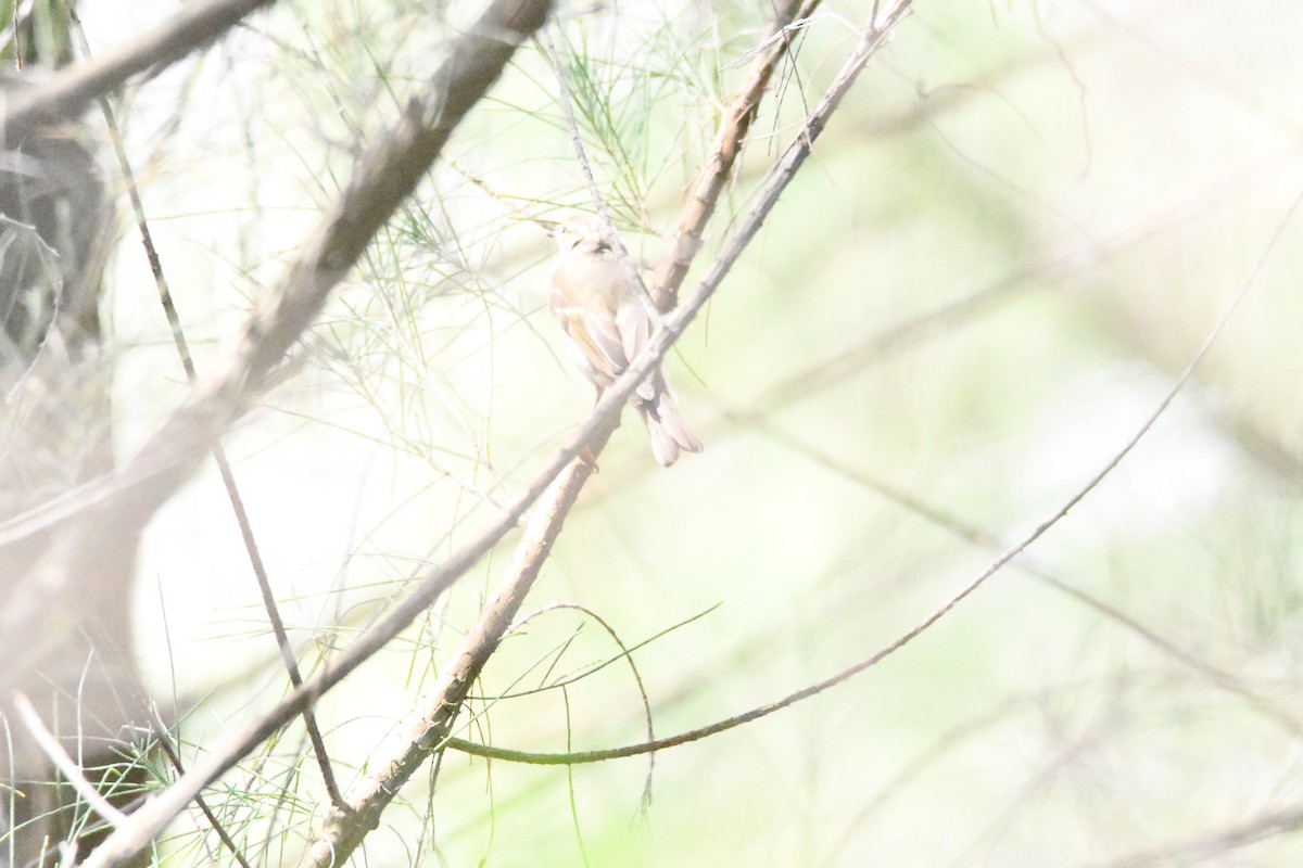 Yellow-browed Warbler - 品諭 陳