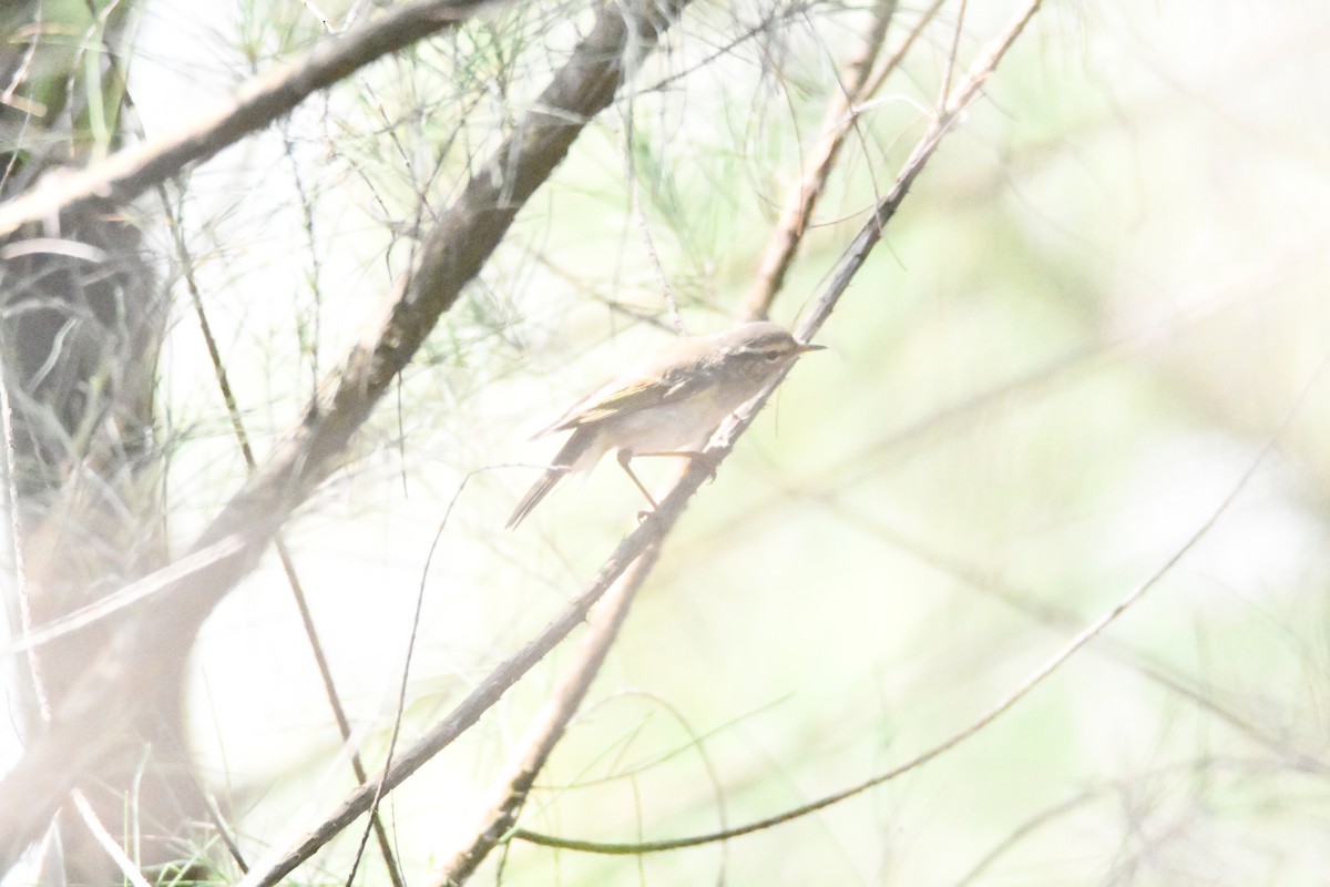 Yellow-browed Warbler - ML618122590
