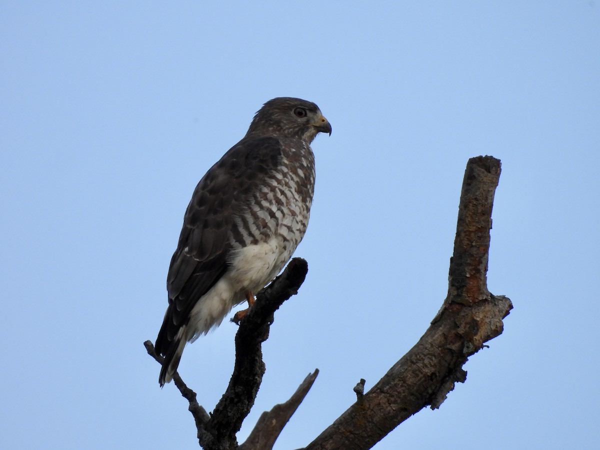 Broad-winged Hawk - Joey Magerl