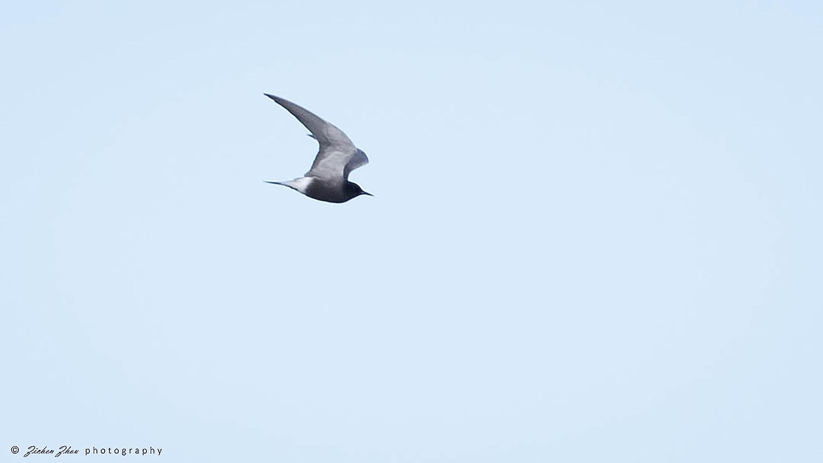 Black Tern - ML618122617