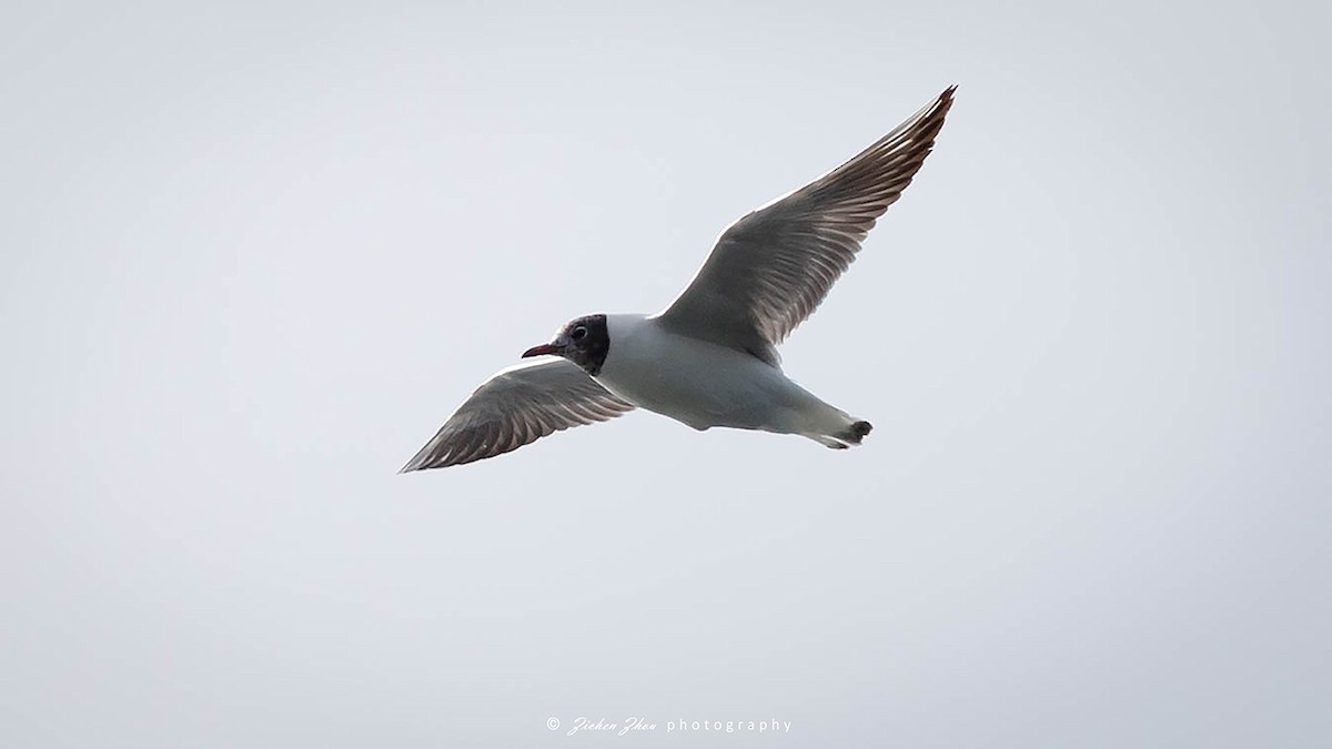 Mouette rieuse - ML618122636