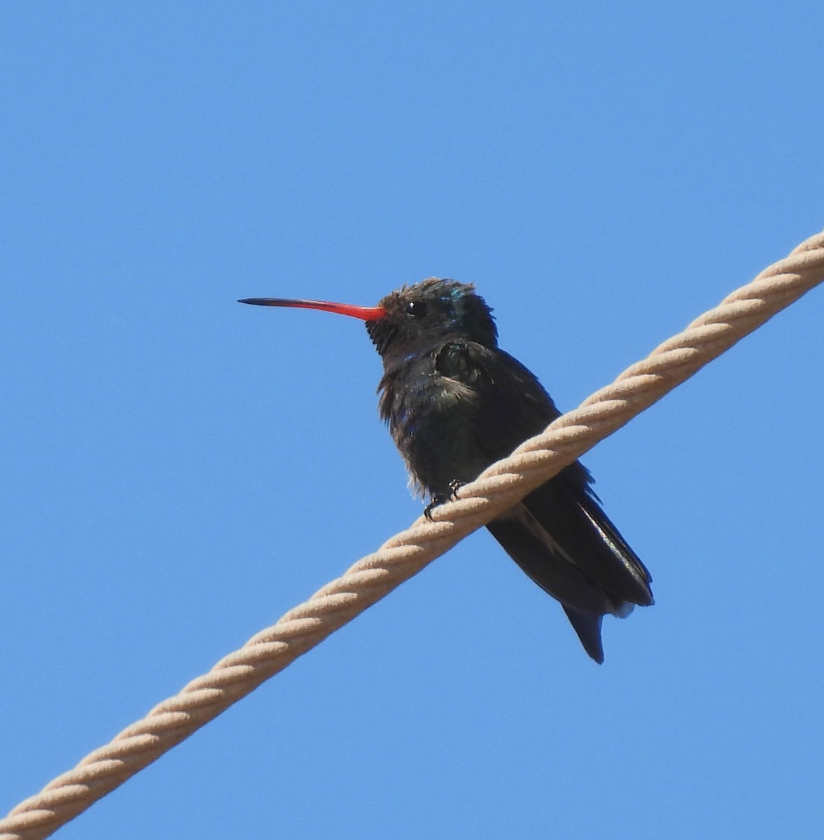 Broad-billed Hummingbird - Mary Tannehill