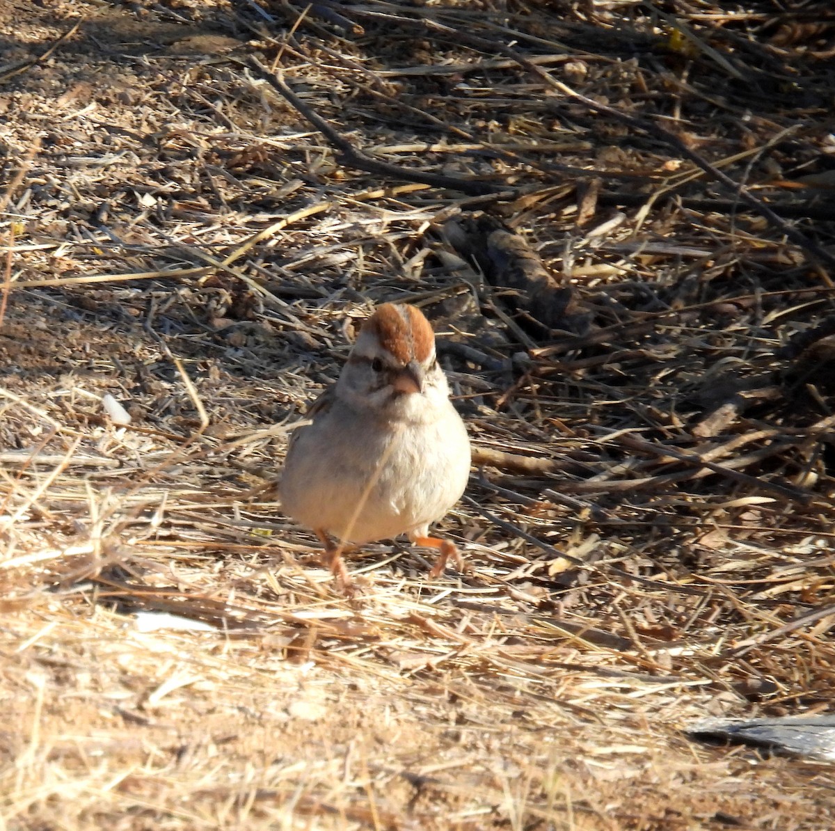 Rufous-winged Sparrow - ML618122781