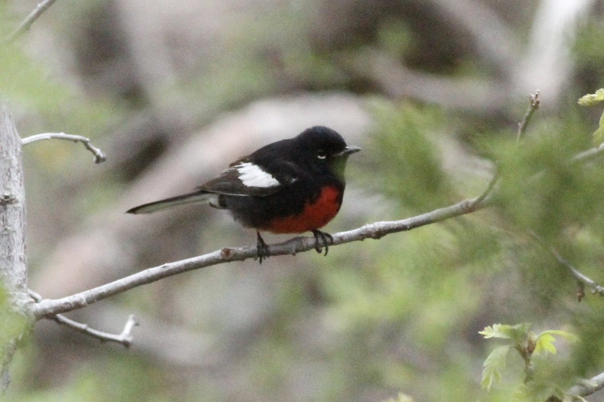Painted Redstart - Andrew Theus