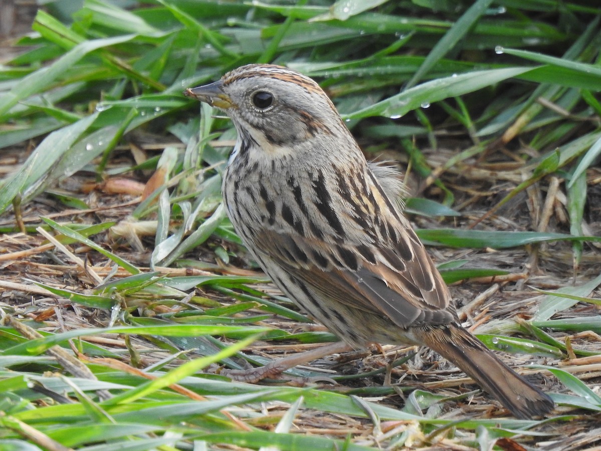Lincoln's Sparrow - Dana Siefer