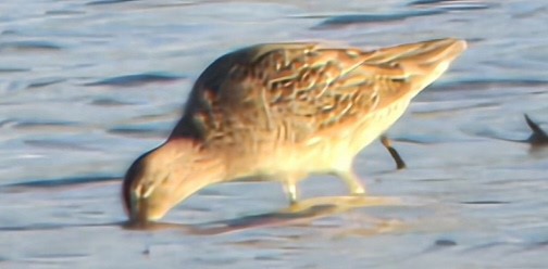 Long-billed Dowitcher - ML618122824