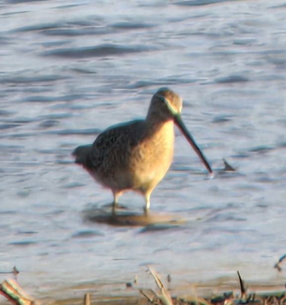 Long-billed Dowitcher - ML618122825