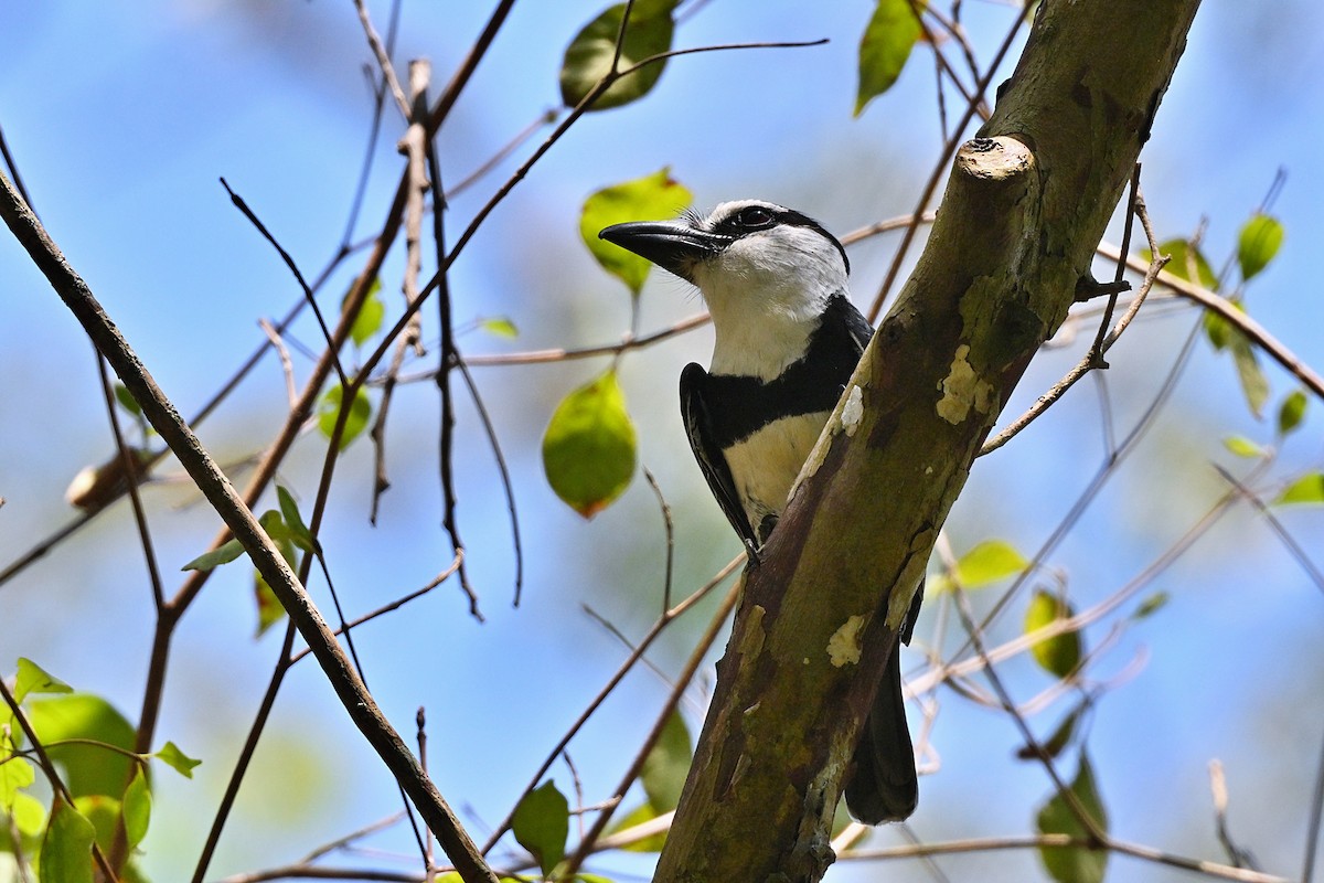 White-necked Puffbird - André Lanouette