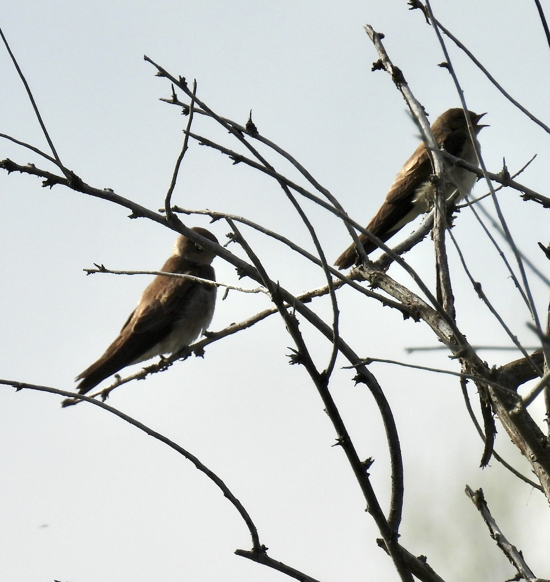 Northern Rough-winged Swallow - Susan Ringoen