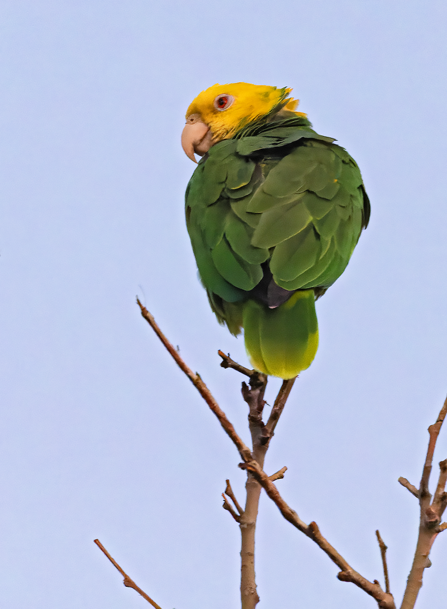 Yellow-headed Parrot - ML618122857