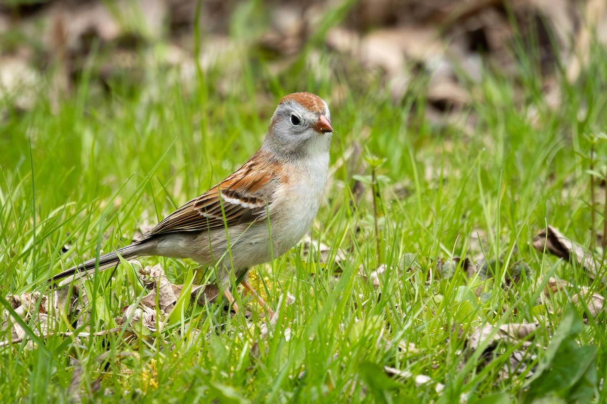 Field Sparrow - ML618122879