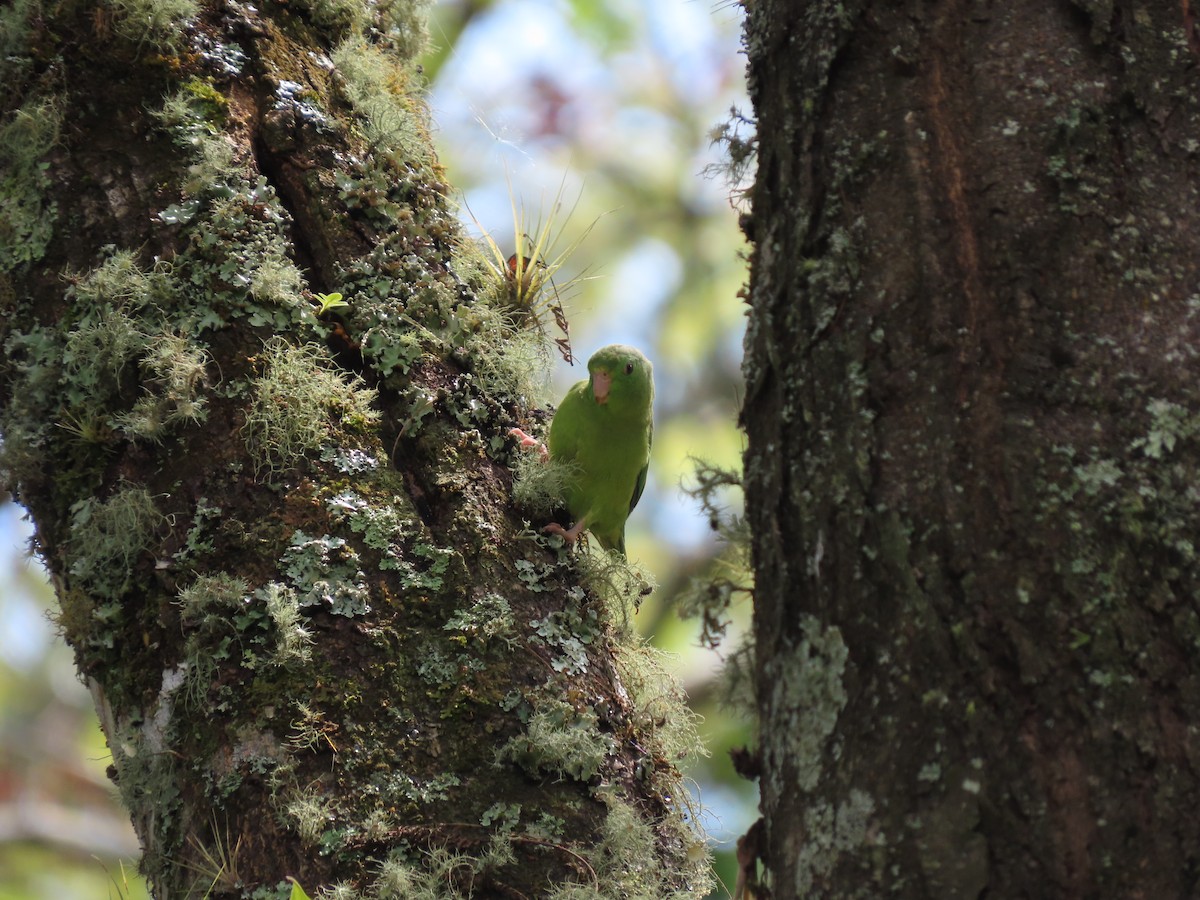Spectacled Parrotlet - ML618122892