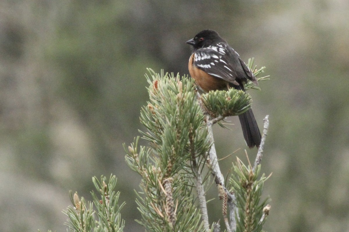 Spotted Towhee - Andrew Theus
