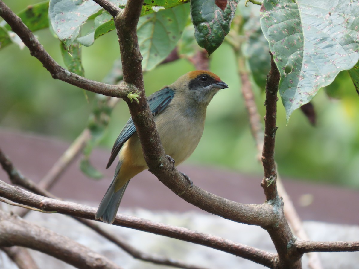 Burnished-buff Tanager - ML618122927