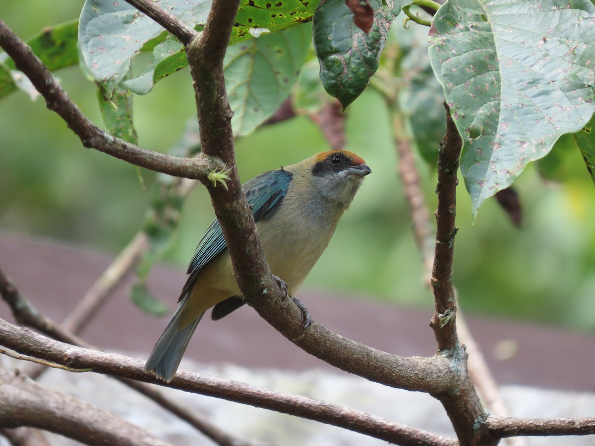 Burnished-buff Tanager - ML618122928