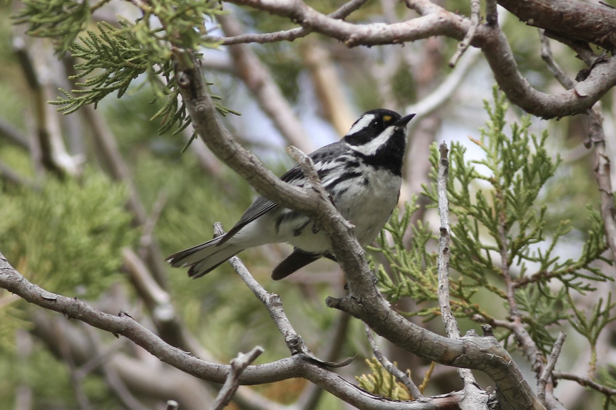 Black-throated Gray Warbler - Andrew Theus
