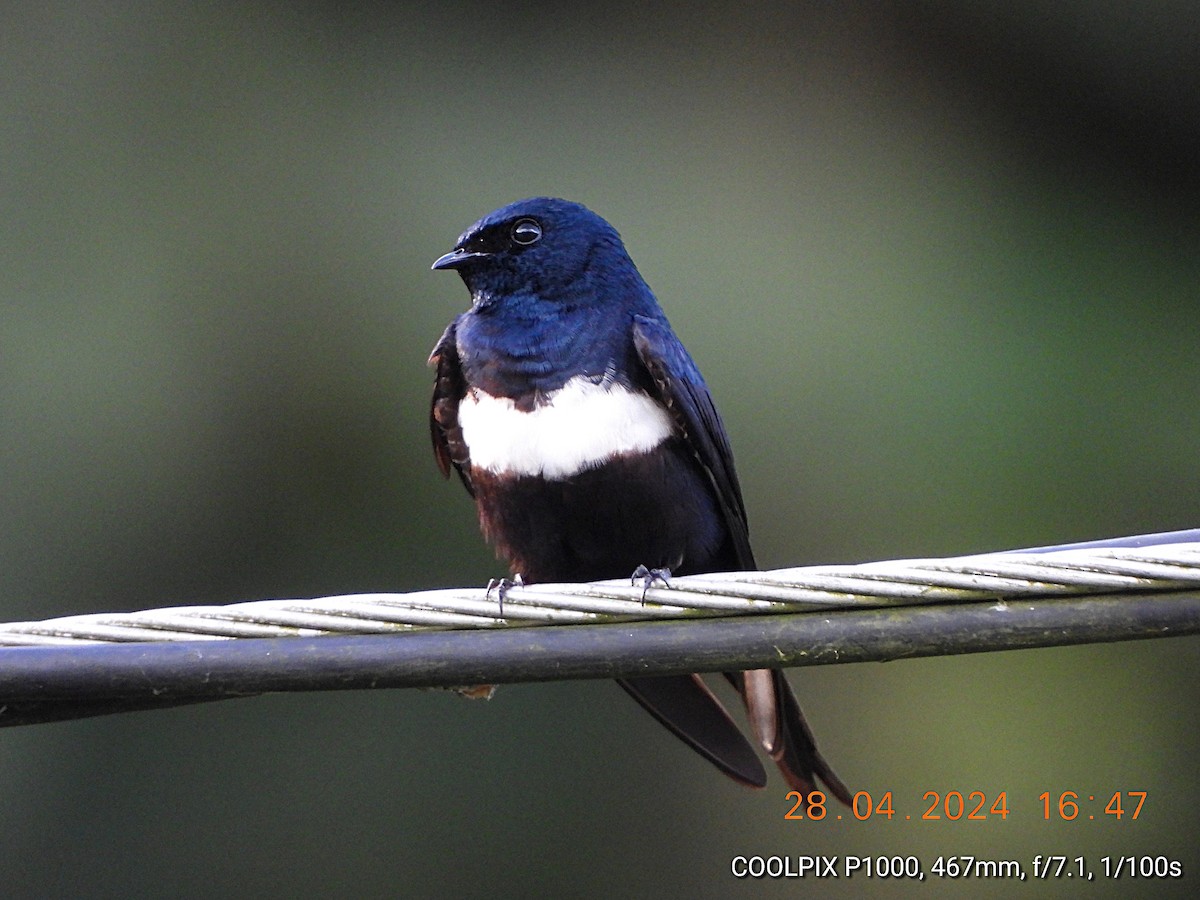 White-banded Swallow - ML618122965