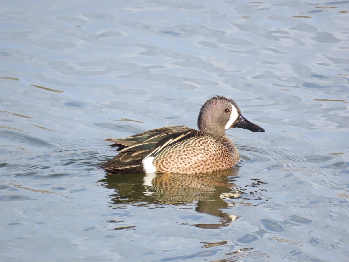 Blue-winged Teal - ML618122971