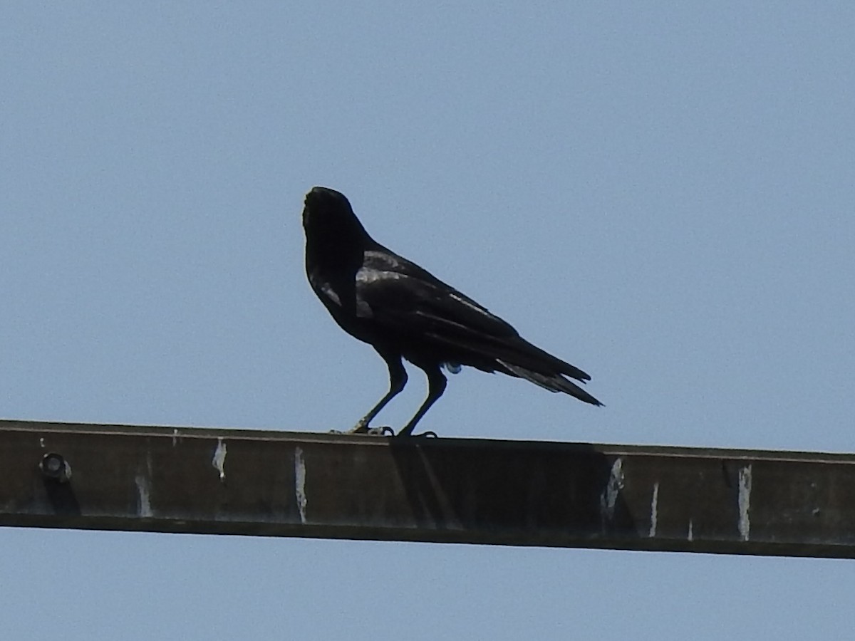 American Crow - ML618122994