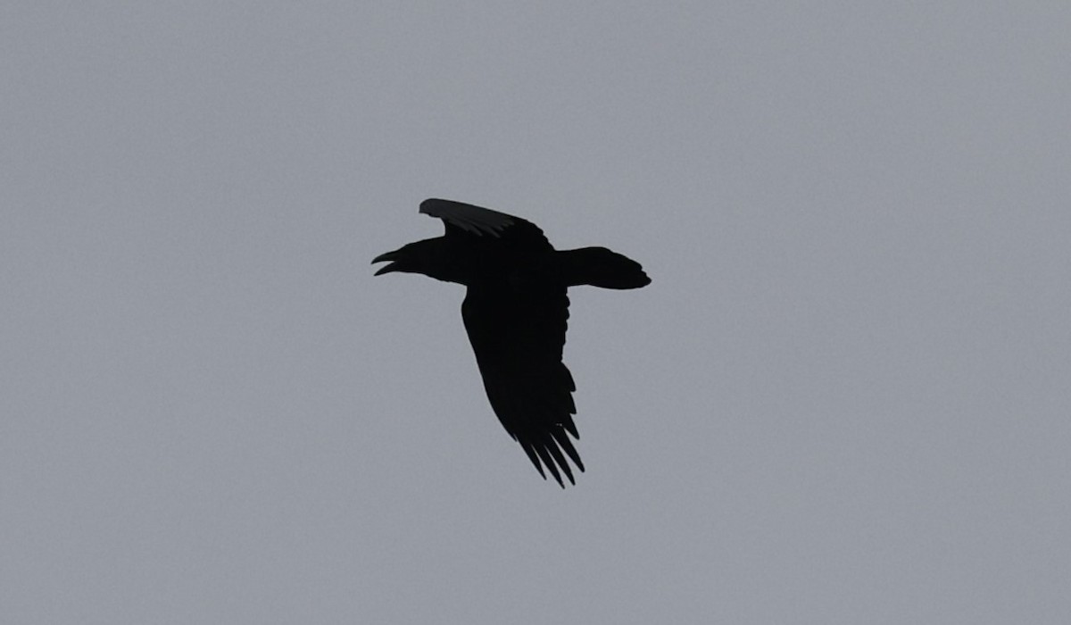 Common Raven - ML618123001
