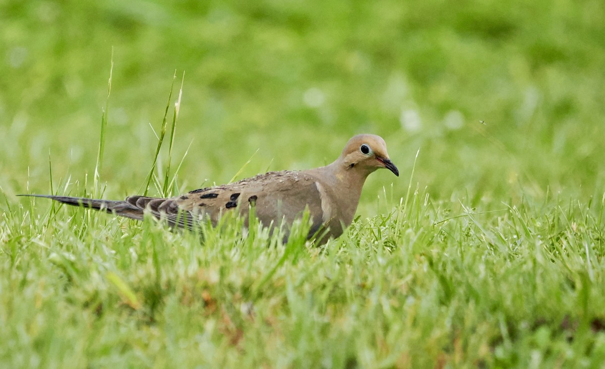 Mourning Dove - Lois  Wood