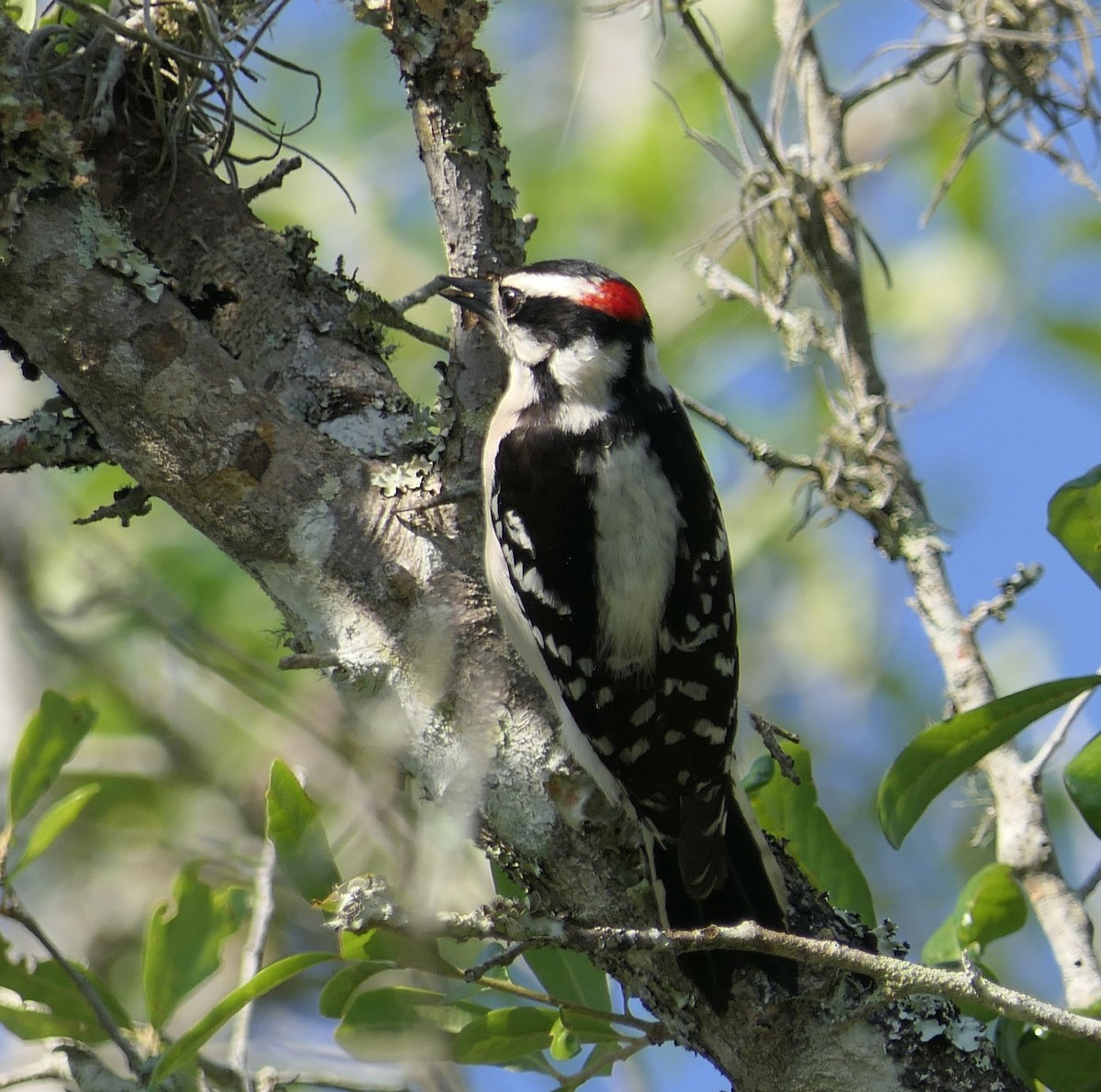 Downy Woodpecker - Sandy Bauerschmidt