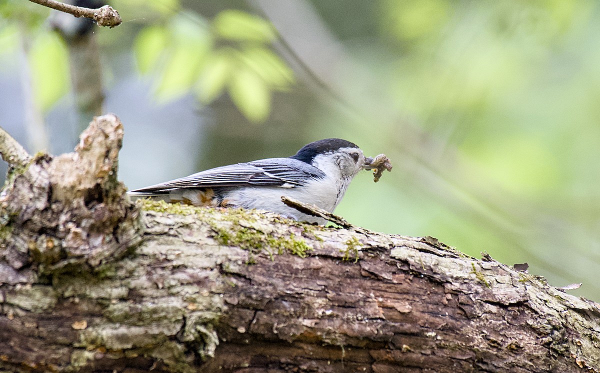 White-breasted Nuthatch - ML618123034