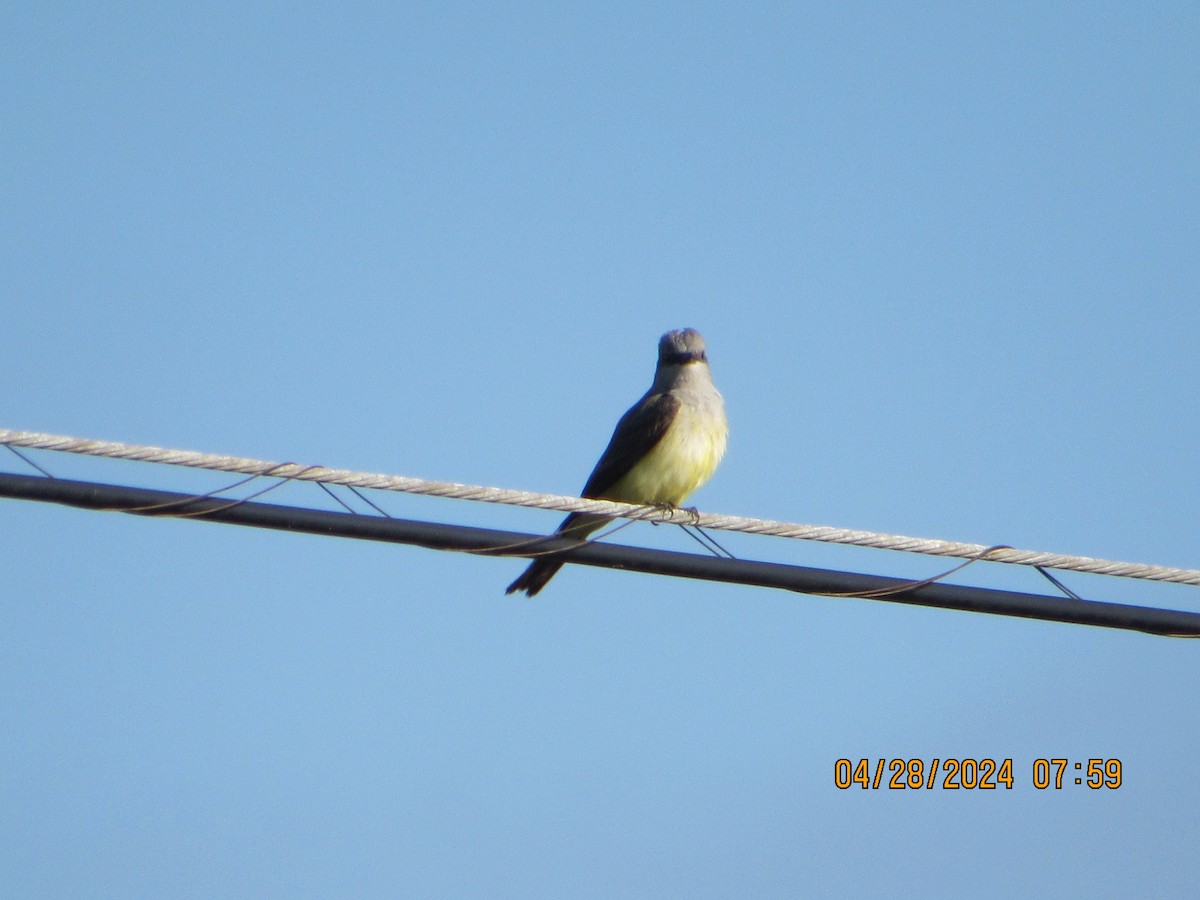 Western Kingbird - crdf bird