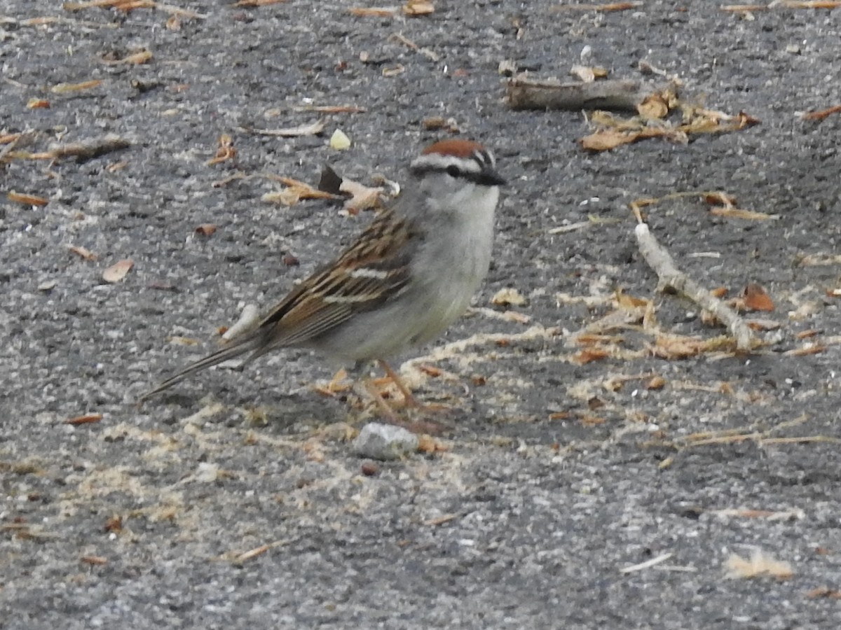 Chipping Sparrow - ML618123041