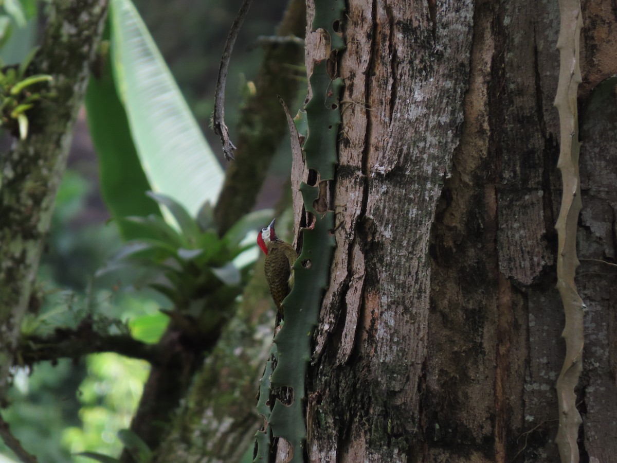 Spot-breasted Woodpecker - ML618123060