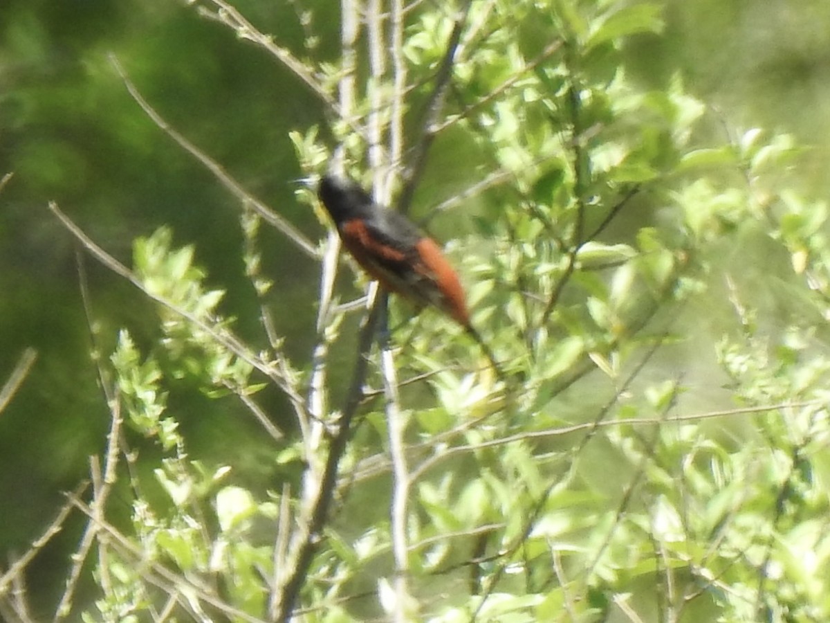 Orchard Oriole - ML618123066