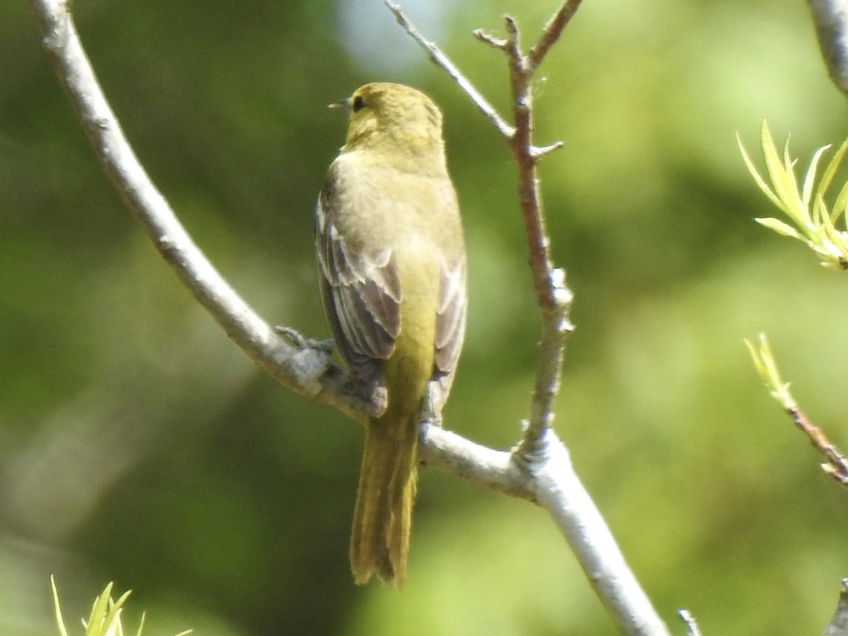 Orchard Oriole - ML618123068