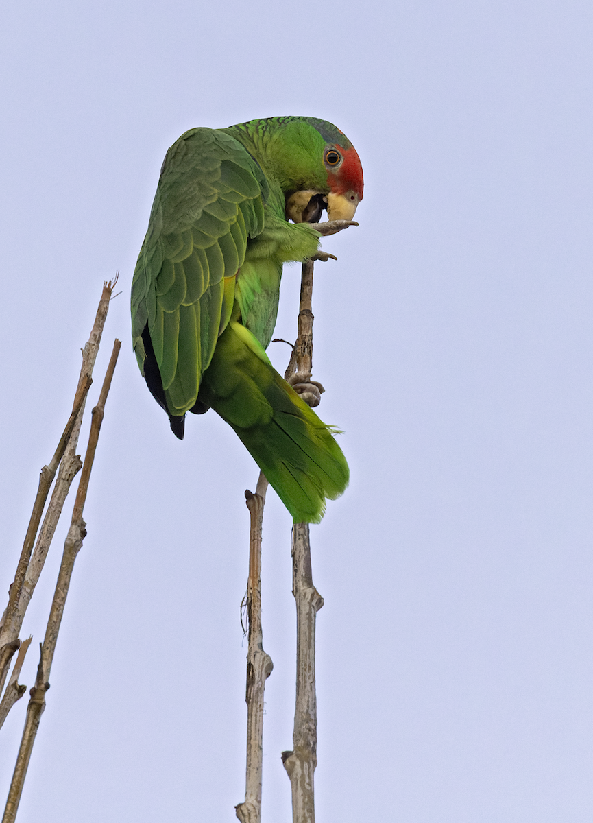 Red-crowned Parrot - ML618123078