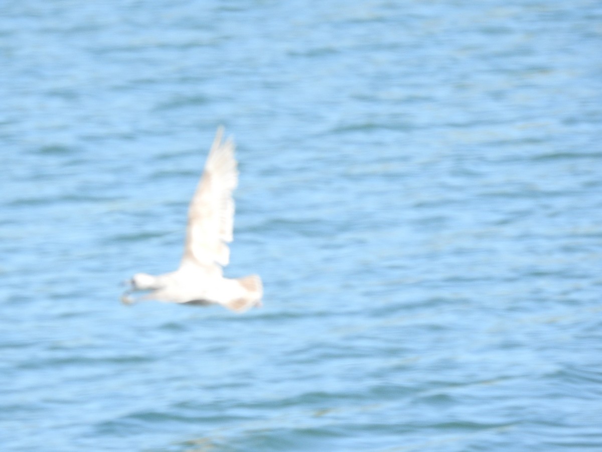 Glaucous-winged Gull - Layton Pace