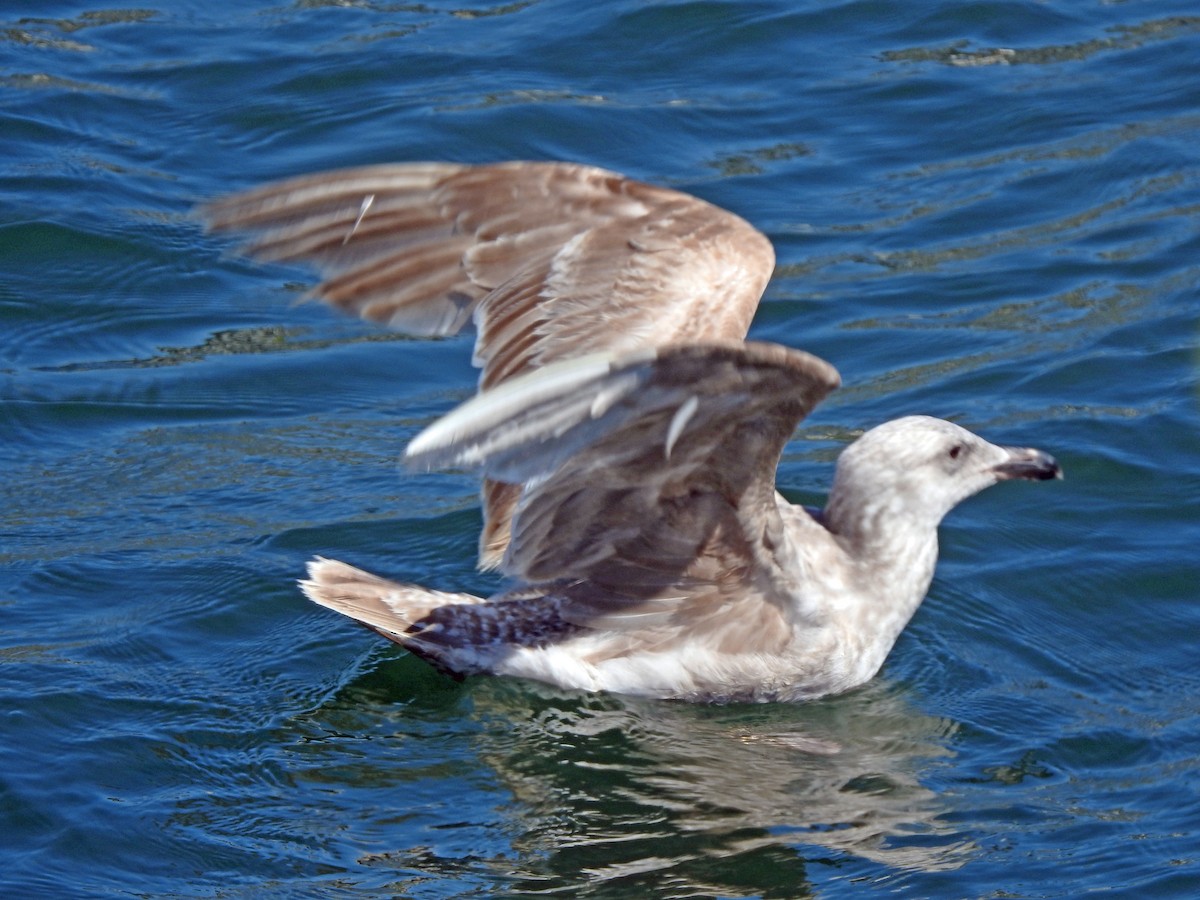 Glaucous-winged Gull - ML618123113