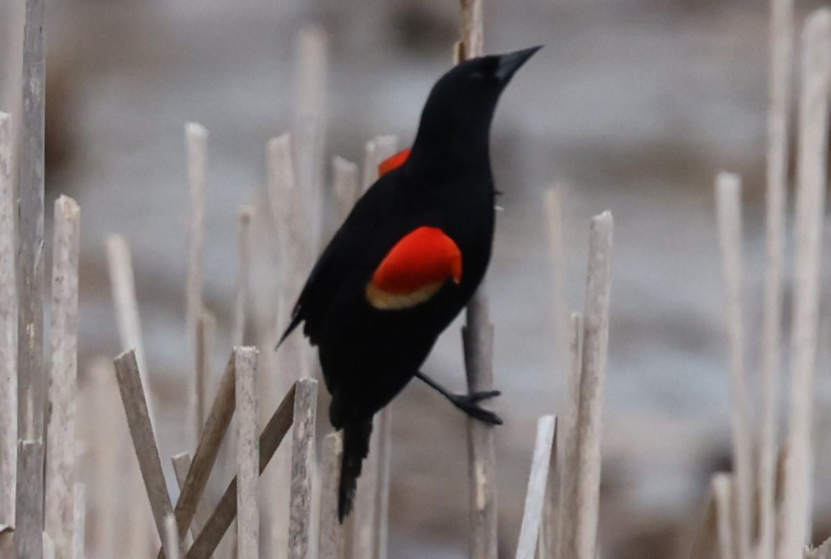 Red-winged Blackbird (Red-winged) - ML618123126
