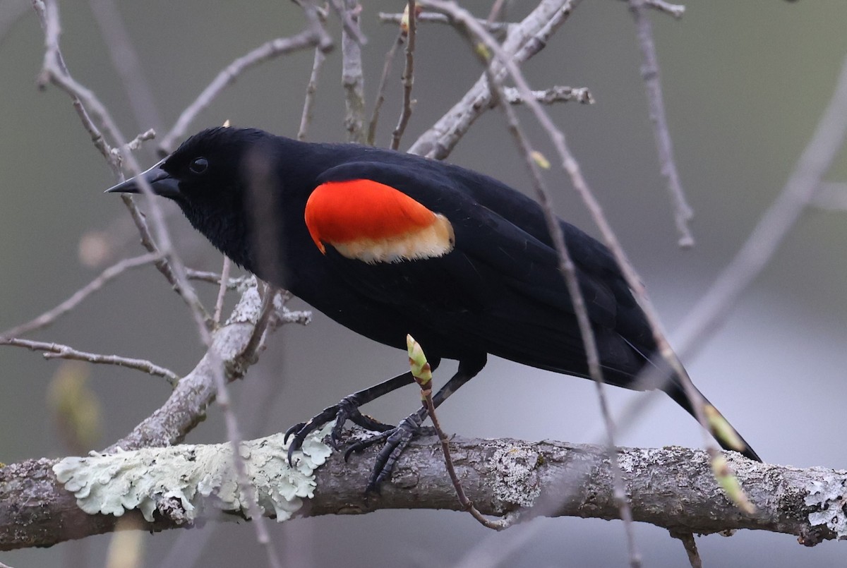 Red-winged Blackbird (Red-winged) - ML618123127