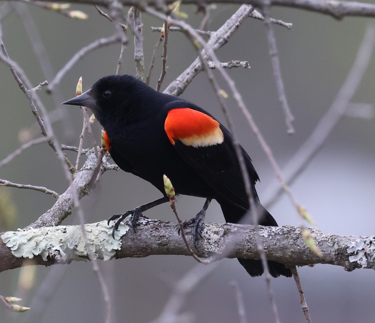Red-winged Blackbird (Red-winged) - ML618123128